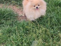 Orjinal pomeranian boo kar beyaz erkek
