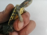 Su Kaplumbağası Bebek Kırmızı Yanak
