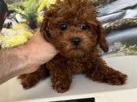 Çok Tatlı 3,5 Aylık Orijinal Toy Poodle Dişi Yavru