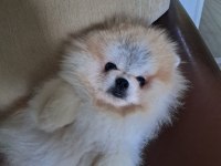 Pomeranian boo dişi ayı surat