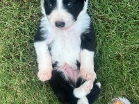 Yakışıklı Border Collie Yavruları