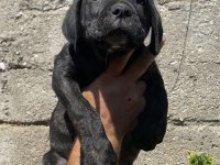 IRK VE SAĞLIK GARANTİLİ CANE CORSO YAVRULARI