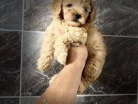 Orjinal maltipoo yavrular