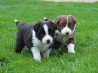 Mükemmel Border Collie Yavrular
