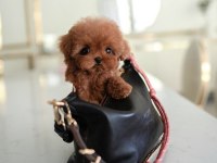 TOY POODLE YAVRULARIM KORE