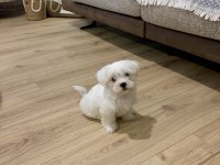 Balım Orijinal 1 Numara Maltese Terrier