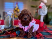 Toy Poodle Red Brown Kore Yavrularımız