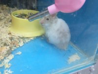 Oyuncu hamster yavruları