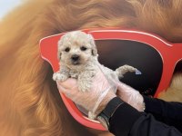 IRK GARANTİLİ MALTİPOO YAVRULARIMIZ