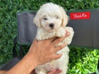 Muhteşem Maltese Terrier Yavrularımız