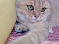 Scottish fold golden