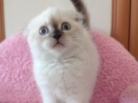2 buçuk aylık british shorthair
