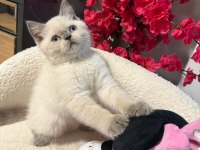 British Shorthair Blue Point