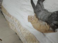 Uygun cins kedim scottish fold