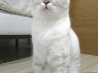 Scottish Fold Dişi