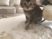 safkan scottish fold