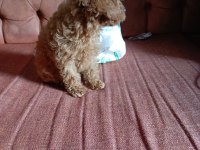 Teacup poodle