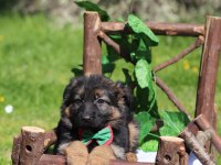 Irk ve Sağlık Garantili Showline K9 Alman Kurdu Yavrularımız
