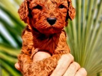 Efsane Toy poodle yavrularımız