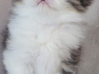 Eşsiz güzellikte ipek tüylü Birman ve British longhair