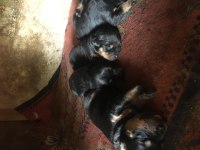 Orjinal rottweiler yavru 1 dişi