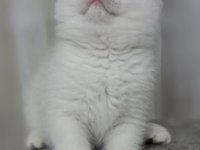 British shorthair point erkek