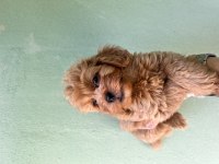 Maltipoo A Kaliye Yavrular Tüm İllere Gönderim