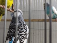 SÜPER YENİDOĞAN SHOW JUMBO YAVRU MUHABBET KUŞLARI