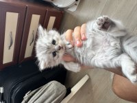British longhair yavru erkek