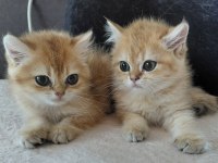 Safkan british shorthair yavrular