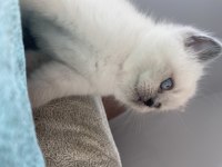 Sarılık shorthair ve blue point bebekler