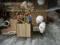 Dişi Hamster