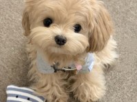 Teacup Kore Maltipoo Yeni Yavrumuz
