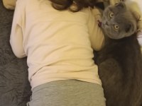 8 aylık uysal eğitimleri aşısı tam scottish fold