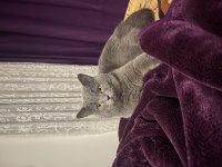 British shorthair kedimiz