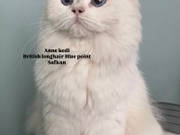 Son bir safkan british yavru