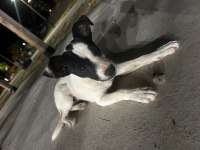 Tatlış köpeğimiz yeni yuvasını arıyor