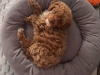 3 buçuk aylık dişi toy poodle
