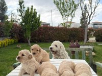 Annesi Maltipoo Babası Poodle dünya tatlısı yavrumuz