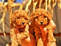 Toy poodle yavrularında son nokta