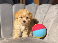 Veterinerden kontrollü F1 ve Kore maltipoo
