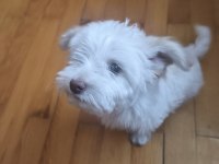 Maltese terrier 3 aylık
