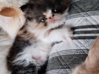 MİNİK CHİNCHİLLA KIZIMIZA YENİ YUVA