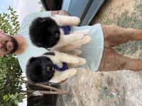 Amerikan Akita Yavruları