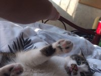 KEDİMİZİ MALZEMELERİ İLE BİRLİKTE SAHİPLENDİRİYORUM