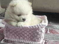 pomeranian boo a kalite