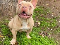 İsabella güzel bir french bulldog erkeği