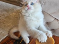 Şecereli Anne ve Babadan Bicolor Ragdoll Yavrularımız
