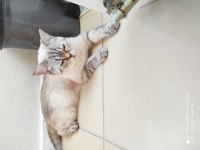 Sessiz uysal british shorthair