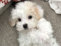 MALTİPOO YAVRULARI ACIK VE ESMER RENK ÇEŞİTLERR